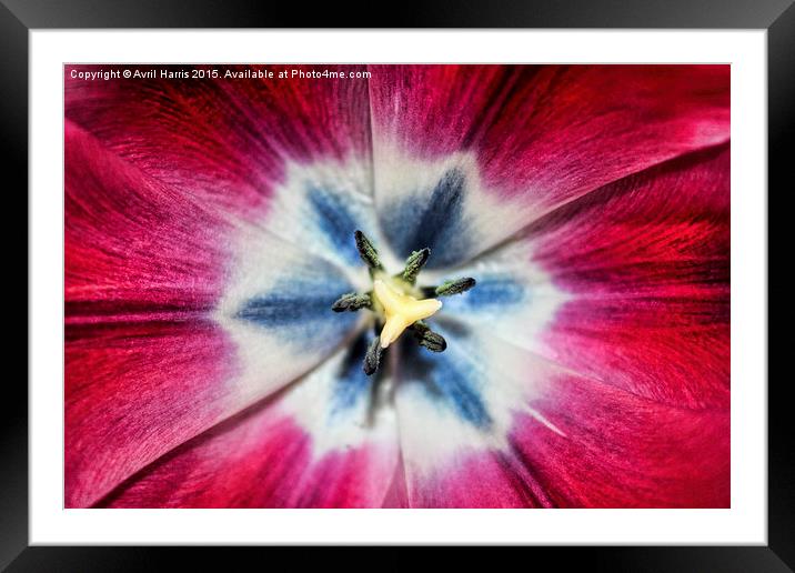 Burgundy Tulip centre Framed Mounted Print by Avril Harris