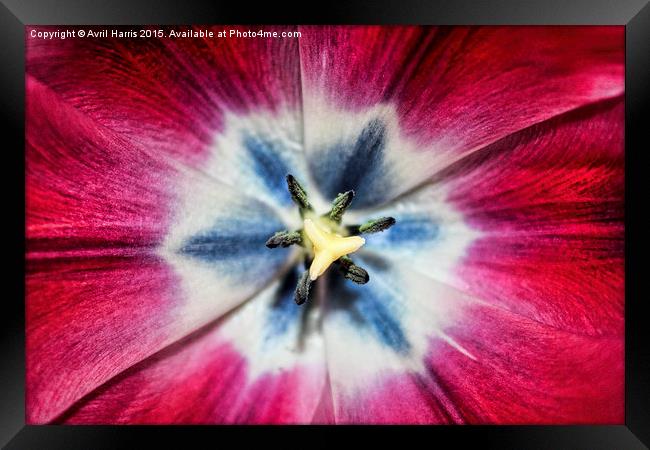 Burgundy Tulip centre Framed Print by Avril Harris