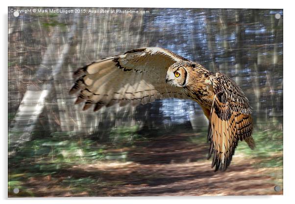  Eurasian Eagle Owl Acrylic by Mark McElligott