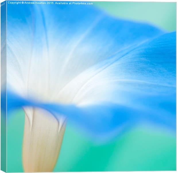 Blue morning glory flower Canvas Print by Andrew Kearton
