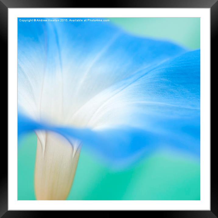  Blue morning glory flower Framed Mounted Print by Andrew Kearton