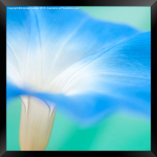  Blue morning glory flower Framed Print by Andrew Kearton