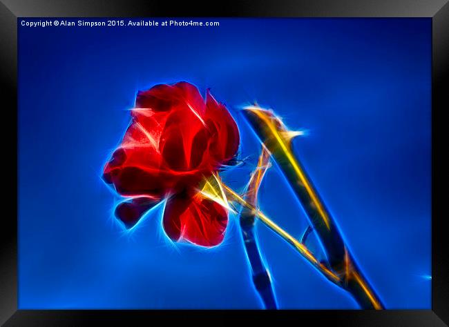  Red Rose Framed Print by Alan Simpson