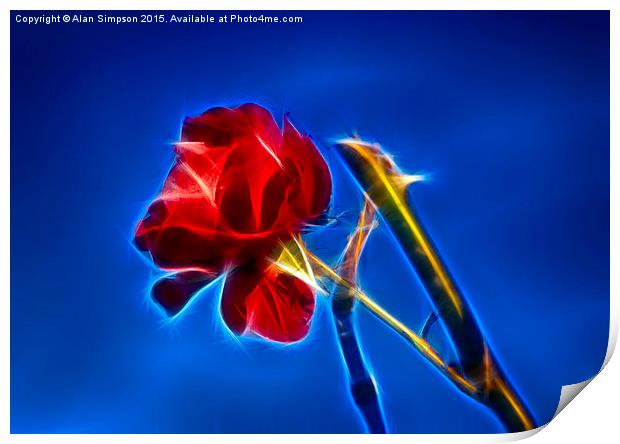  Red Rose Print by Alan Simpson