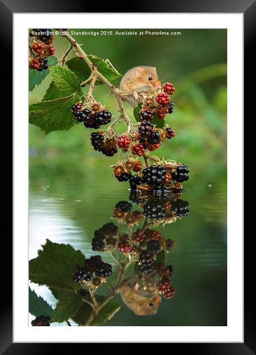  Harvest mouse with brambles reflection Framed Mounted Print by Izzy Standbridge