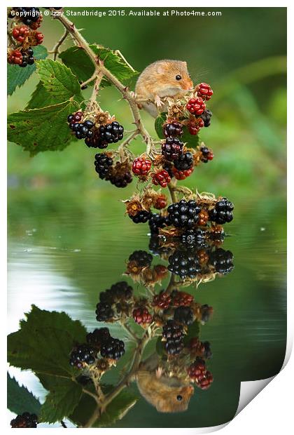  Harvest mouse with brambles reflection Print by Izzy Standbridge