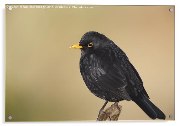  Common blackbird portrait Acrylic by Izzy Standbridge