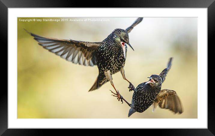  Two starlings in aerial battle in winter Framed Mounted Print by Izzy Standbridge