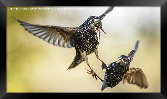  Two starlings in aerial battle in winter Framed Print by Izzy Standbridge