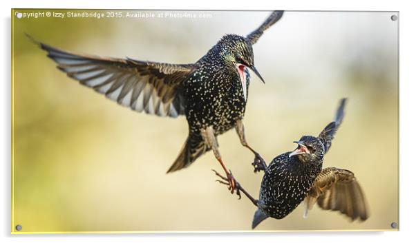  Two starlings in aerial battle in winter Acrylic by Izzy Standbridge