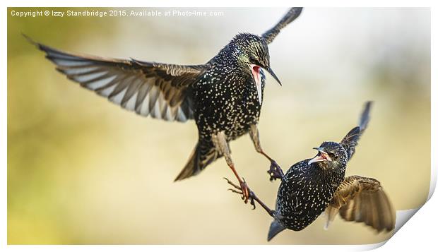  Two starlings in aerial battle in winter Print by Izzy Standbridge