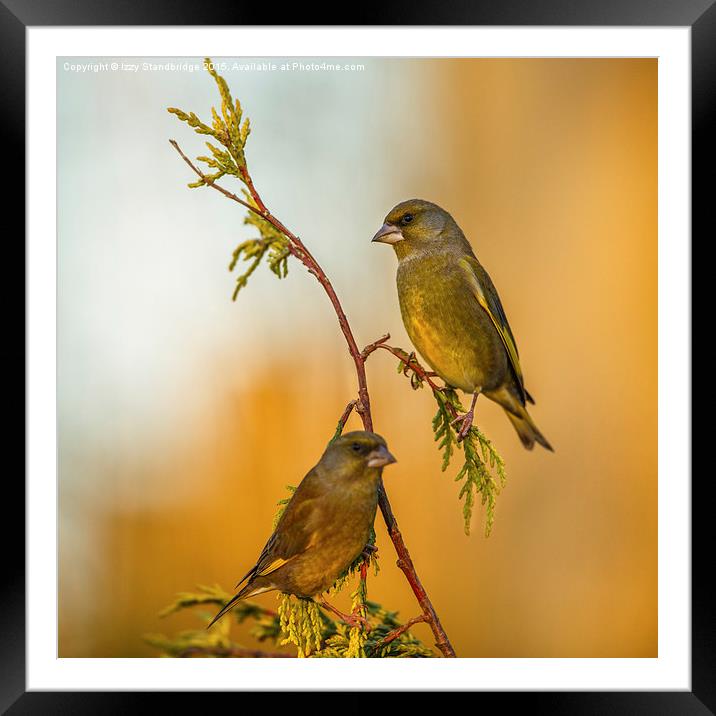  Two greenfinches perching on a slender stem Framed Mounted Print by Izzy Standbridge