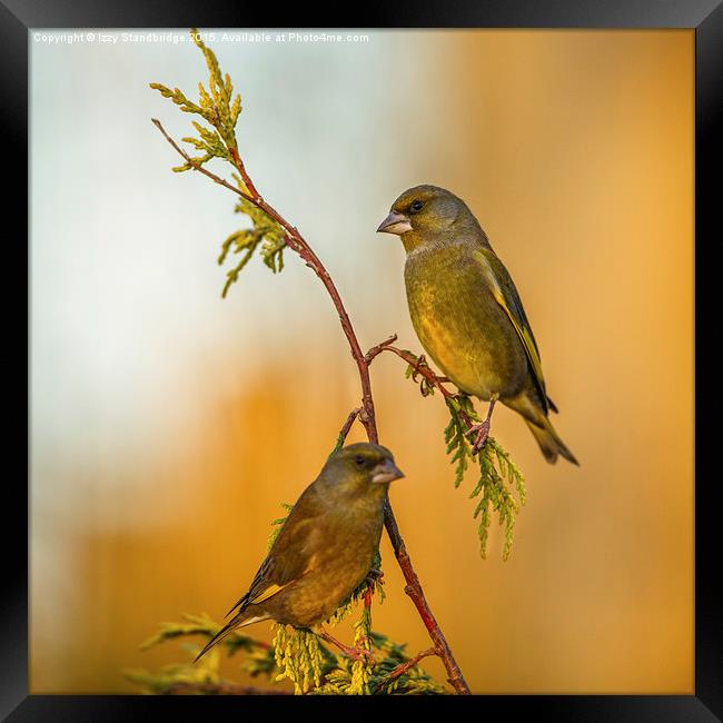  Two greenfinches perching on a slender stem Framed Print by Izzy Standbridge