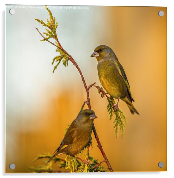  Two greenfinches perching on a slender stem Acrylic by Izzy Standbridge