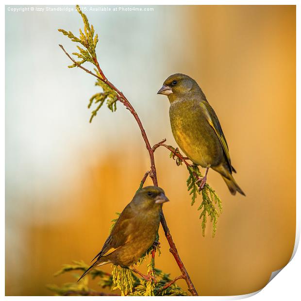  Two greenfinches perching on a slender stem Print by Izzy Standbridge