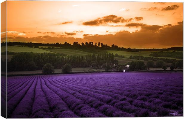  Lavender Sunset Canvas Print by Louise Wilden