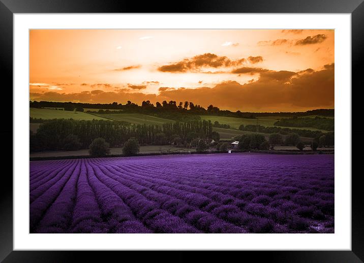  Lavender Sunset Framed Mounted Print by Louise Wilden