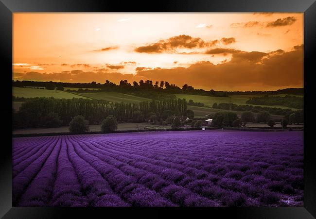  Lavender Sunset Framed Print by Louise Wilden