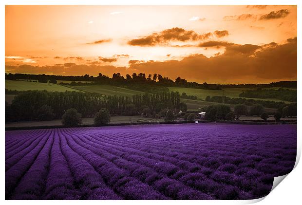  Lavender Sunset Print by Louise Wilden