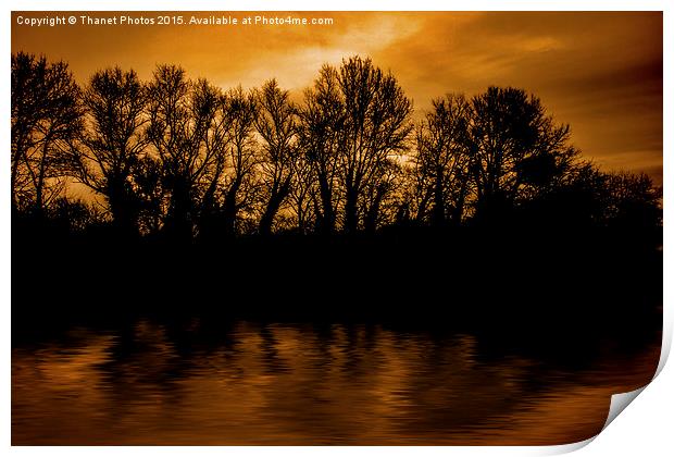  Tree silhouette  Print by Thanet Photos