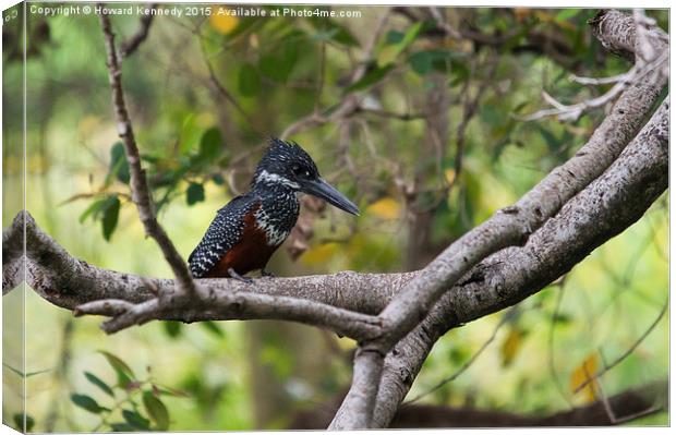 Giant Kingfisher Canvas Print by Howard Kennedy