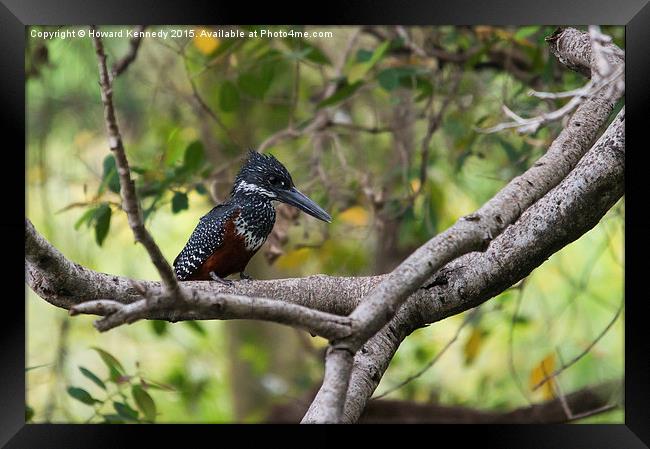 Giant Kingfisher Framed Print by Howard Kennedy