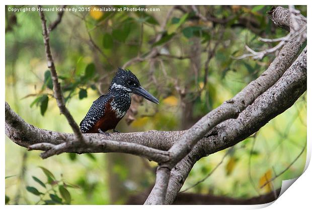 Giant Kingfisher Print by Howard Kennedy