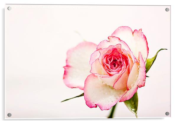 Dewy Rose Acrylic by Lynne Morris (Lswpp)
