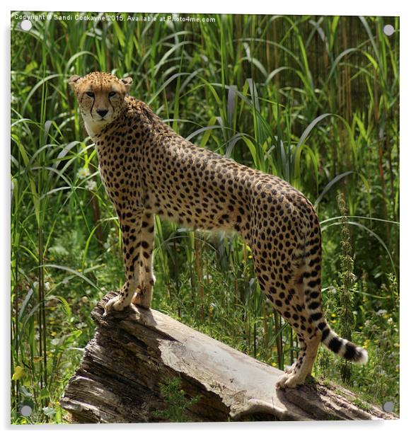  Cheetah - Acinonyx jubatus Acrylic by Sandi-Cockayne ADPS