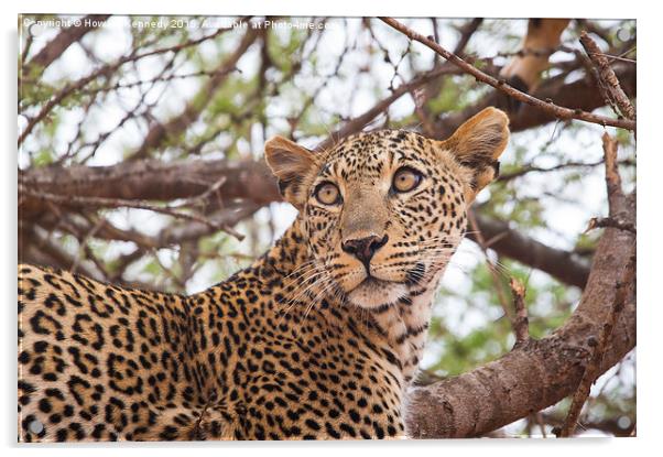 Female Leopard Acrylic by Howard Kennedy