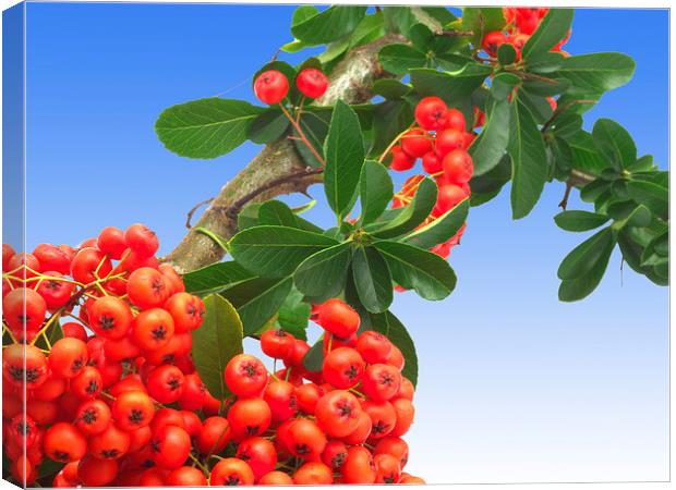 Pyracantha Canvas Print by Victor Burnside