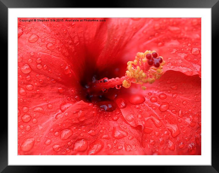  Pink Close Up of Flower Head Framed Mounted Print by Stephen Silk
