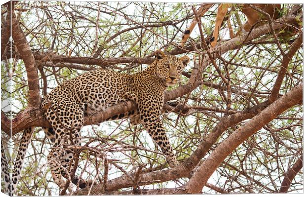 Leopard with kill Canvas Print by Howard Kennedy