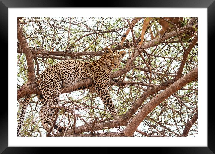 Leopard with kill Framed Mounted Print by Howard Kennedy