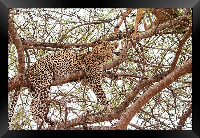 Leopard with kill Framed Print by Howard Kennedy