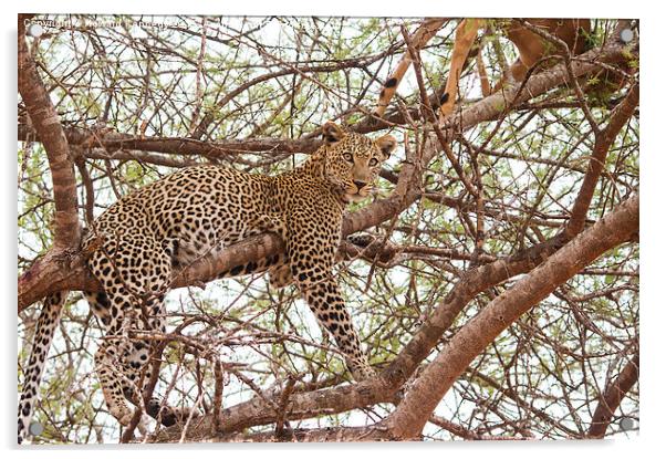 Leopard with kill Acrylic by Howard Kennedy