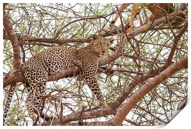 Leopard with kill Print by Howard Kennedy