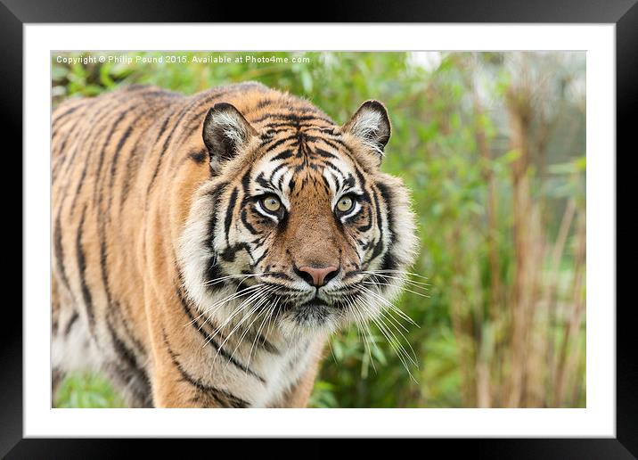  Sumatran Tiger  Framed Mounted Print by Philip Pound