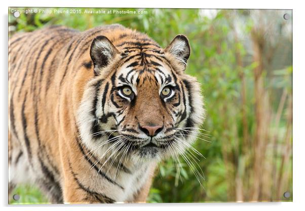  Sumatran Tiger  Acrylic by Philip Pound