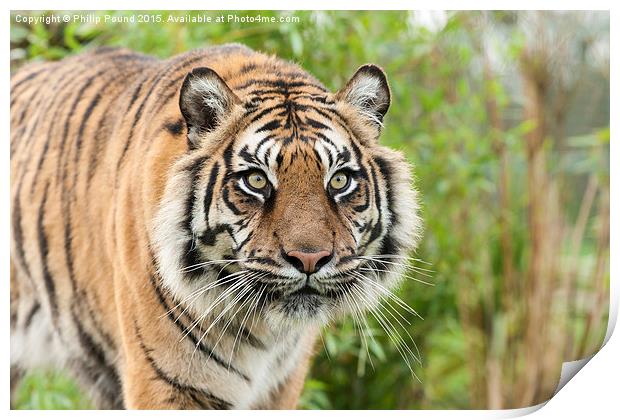  Sumatran Tiger  Print by Philip Pound