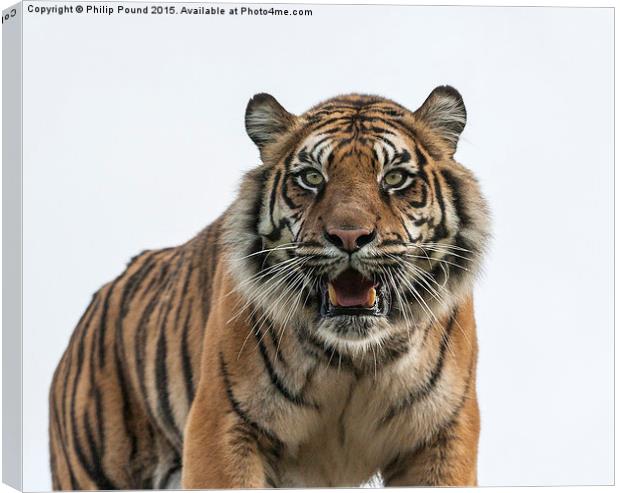  Sumatran Tiger  Canvas Print by Philip Pound