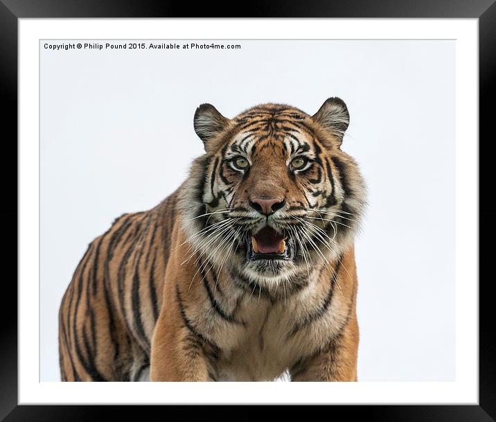  Sumatran Tiger  Framed Mounted Print by Philip Pound