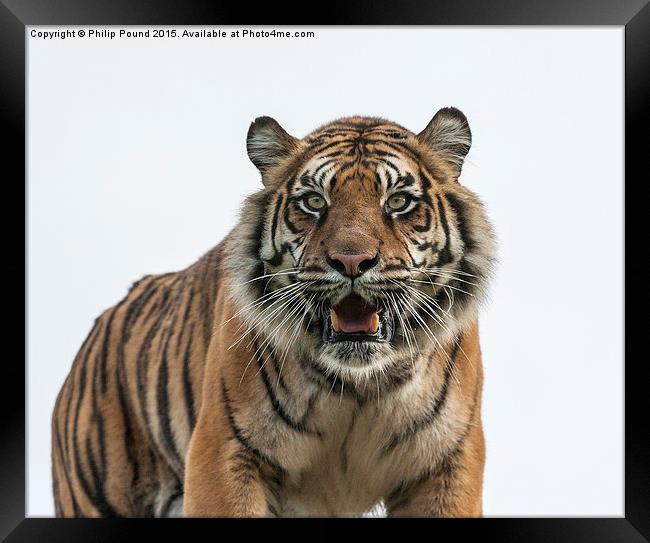  Sumatran Tiger  Framed Print by Philip Pound