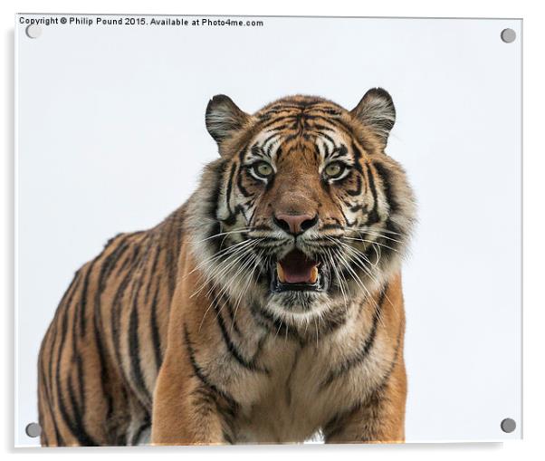  Sumatran Tiger  Acrylic by Philip Pound