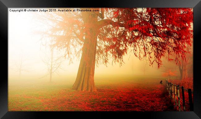  the beautiful red Autumn Tree  Framed Print by Heaven's Gift xxx68