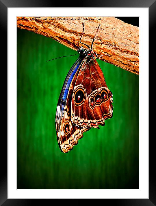  Hanging around. Framed Mounted Print by Jason Williams