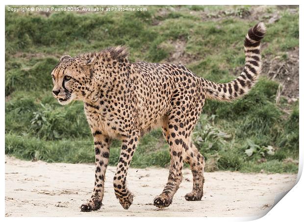  Cheetah Print by Philip Pound