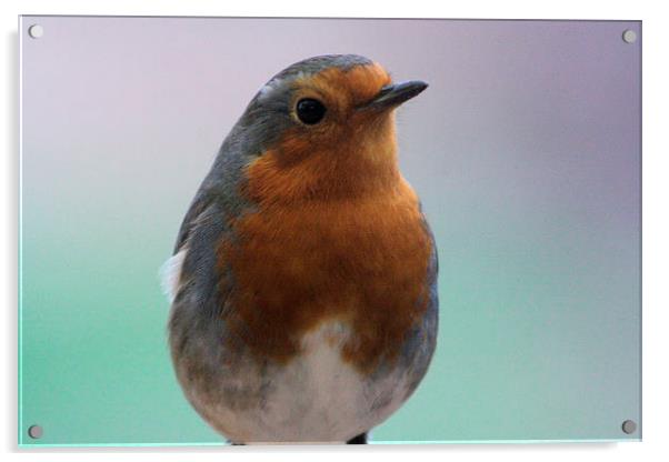  little robin  Acrylic by carin severn