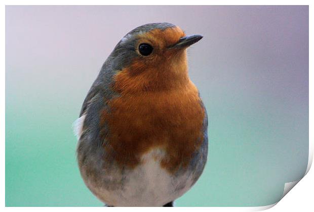  little robin  Print by carin severn