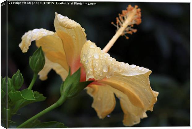  Hibiscus Cream and Wet Petals Canvas Print by Stephen Silk